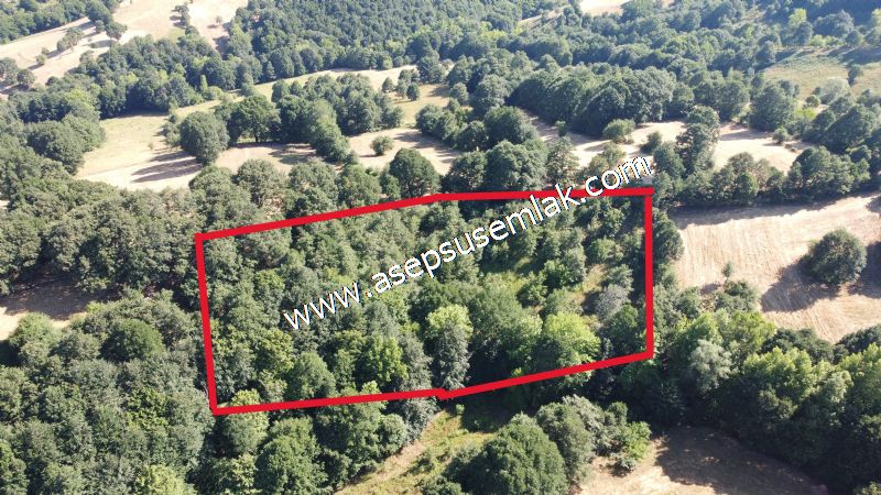 5.000 m2 Resmi Kadastro Yola & Orman Cepheli Hobi Bağ-Bahçesi - 7